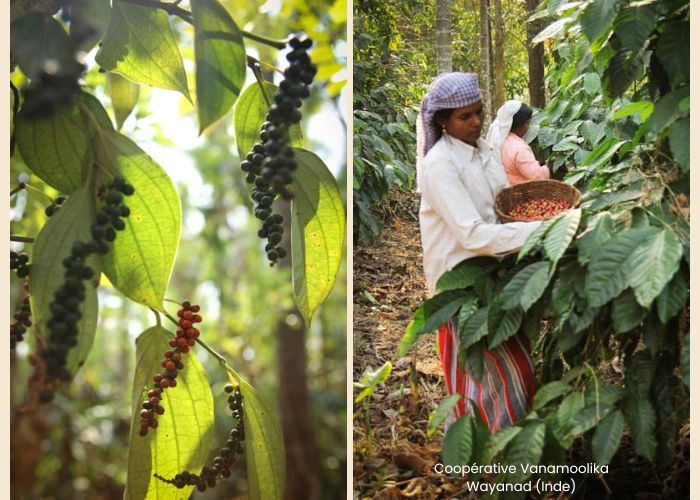 Coopérative Vanamoolika en Inde (Kerala, Wayanad) 