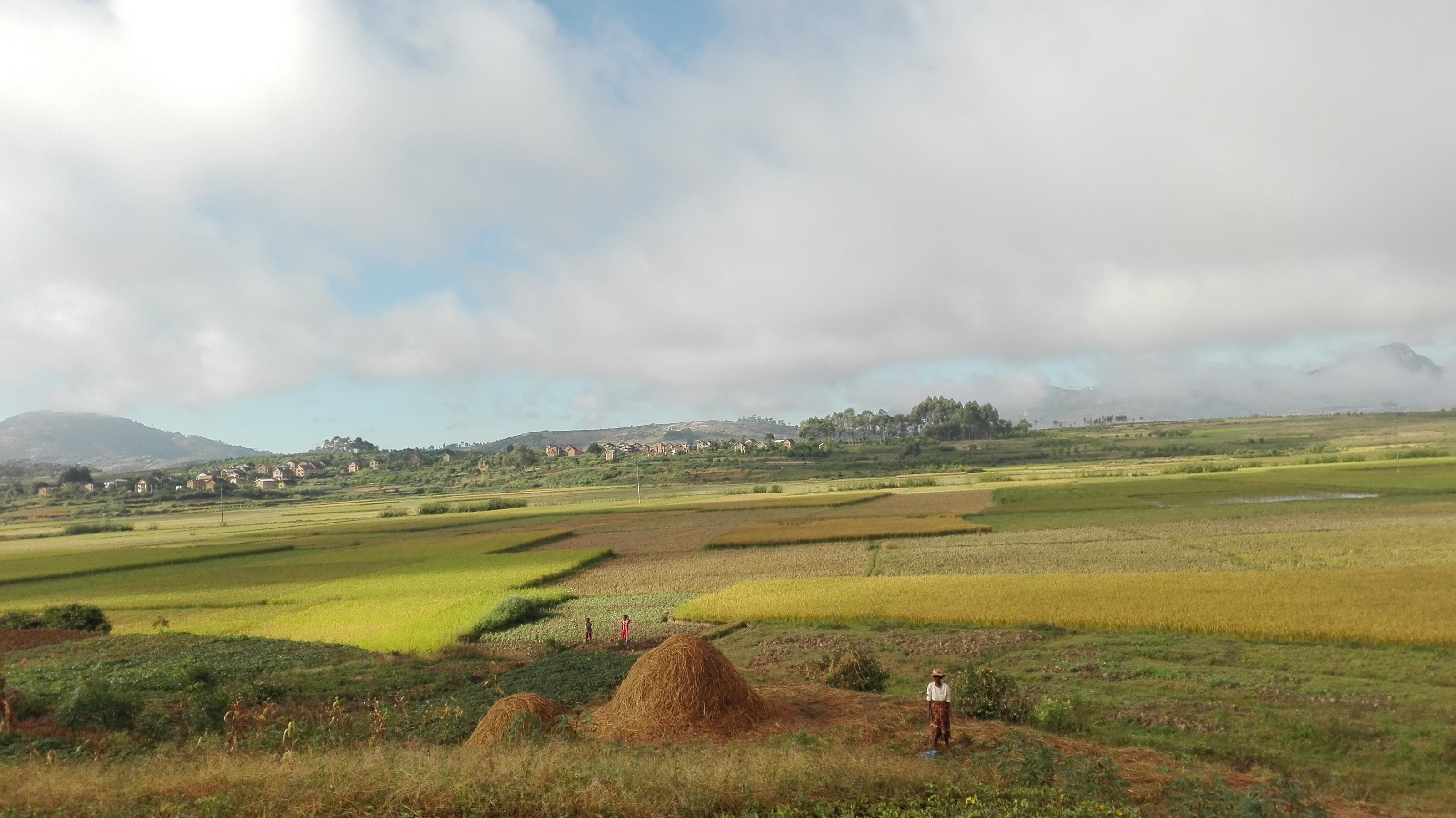 Rizières à Madagascar 